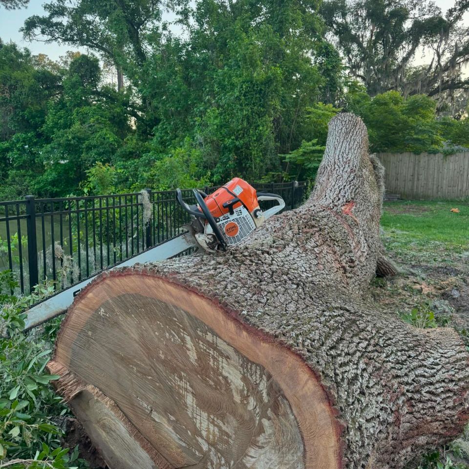 Bachman big tree