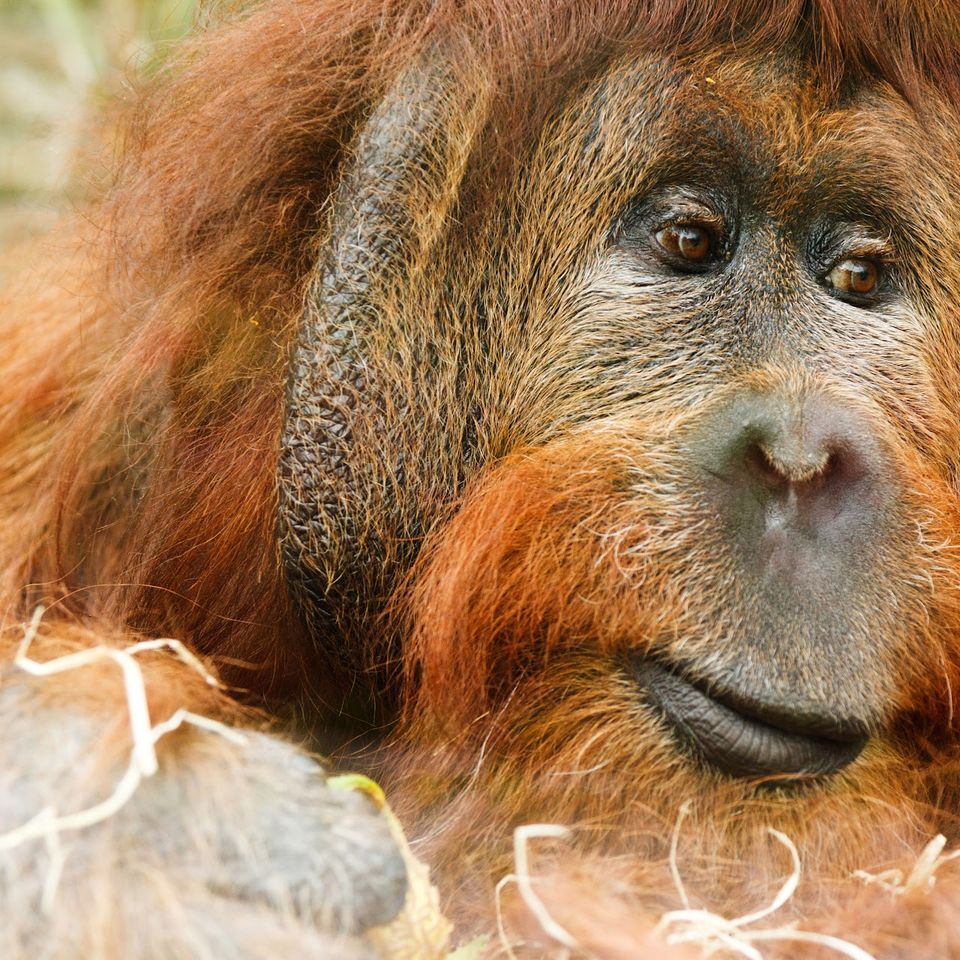 Https www.goodfreephotos.comalbumsanimalsmammalsorangutan great ape