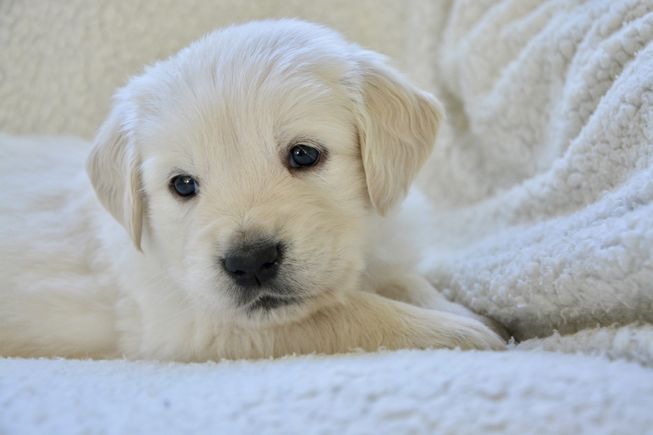 Dog 55e8d14042 1920