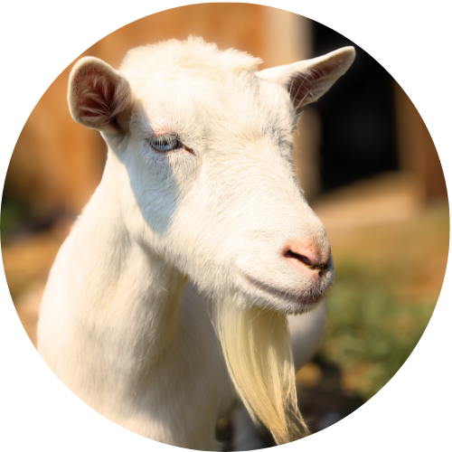 Copy of google photos (2)