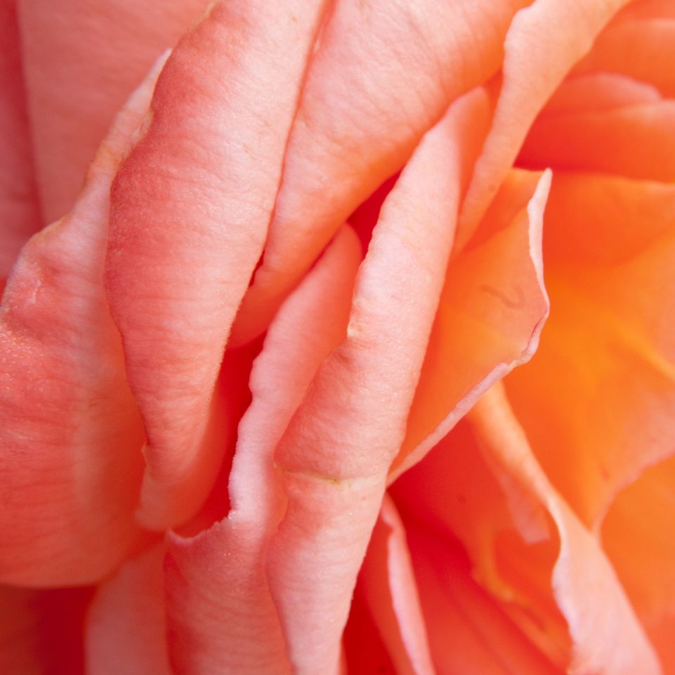 Rc fl rose petals 3 1