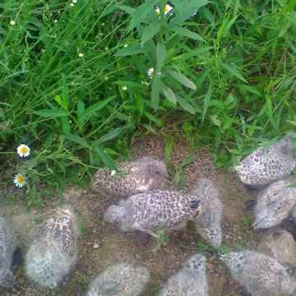 Seagulls Walmart Rescue 