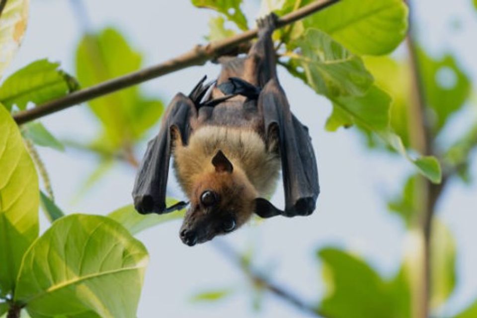 Long Island Wildlife Control opossum, racoon, squirrel, bat, bird, skunk, moles, voles, groundhog capture