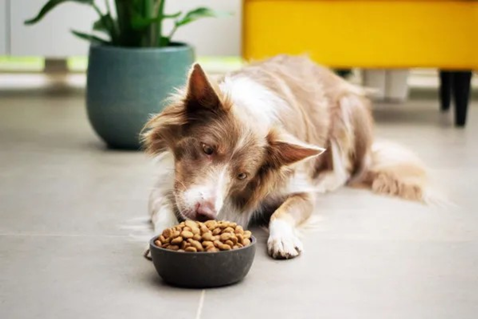 Dog smelling it's kibble