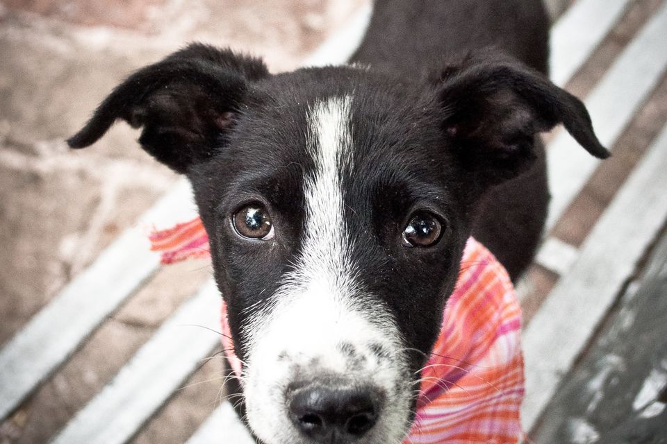 Cute dog20180313 32708 1yn2lyv