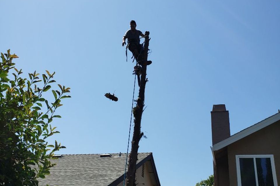 tree removal granite bay 