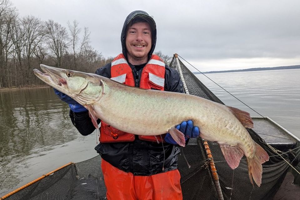 Muskellunge