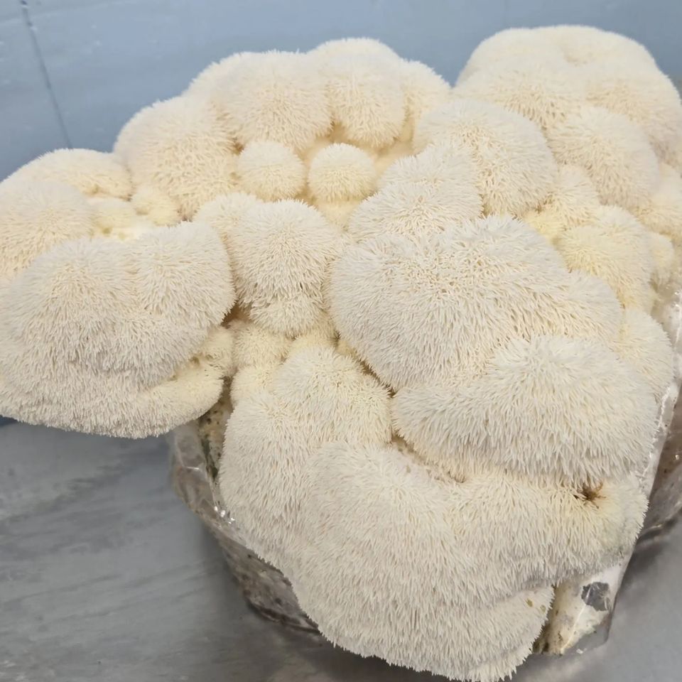 Lions Mane Mushrooms from Fungi Meadows