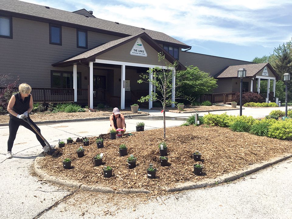 Sueshanellplanting