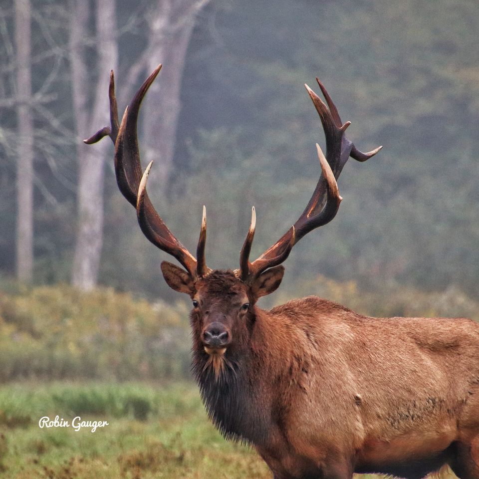 Bull Elk in Benezette, PA