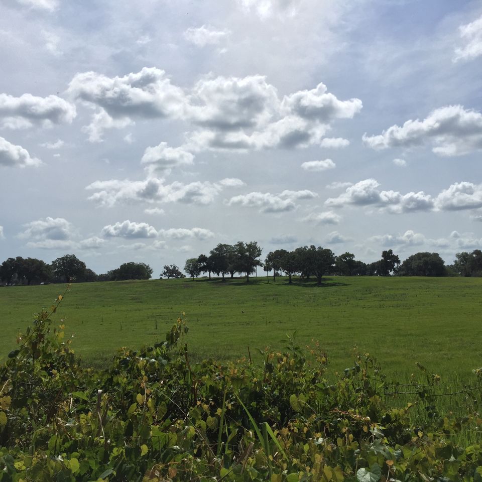 8555 field view