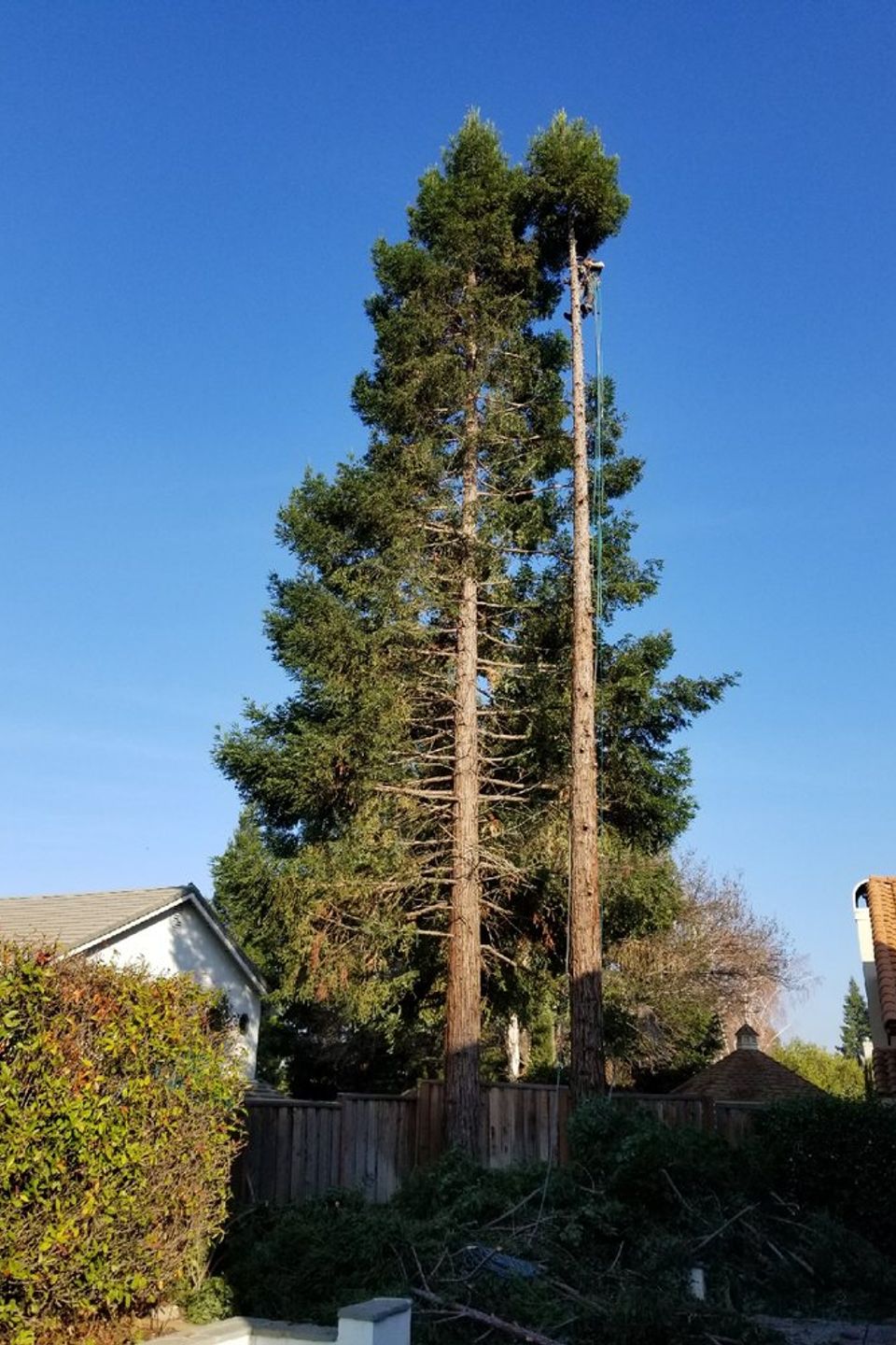Specialized tree removal by Lyons Tree Service in Roseville, CA, showing a large trunk being dismantled with professional rigging, safety lines, and climbing gear for high-risk residential property protection