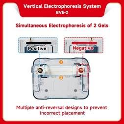 Vertical electrophoresis system be bve 2 2