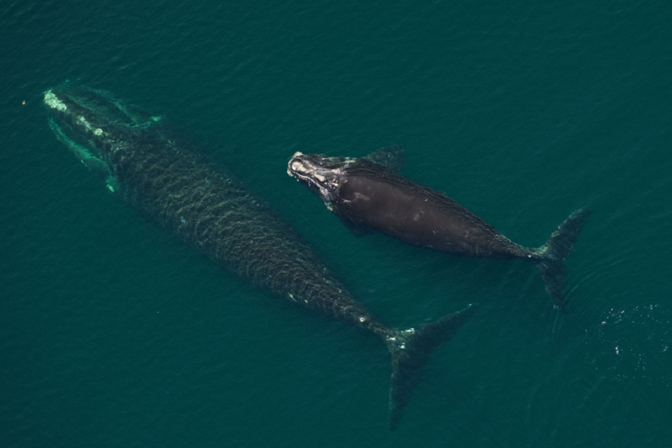 North atlantic right whale
