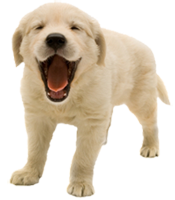 Yawnpup