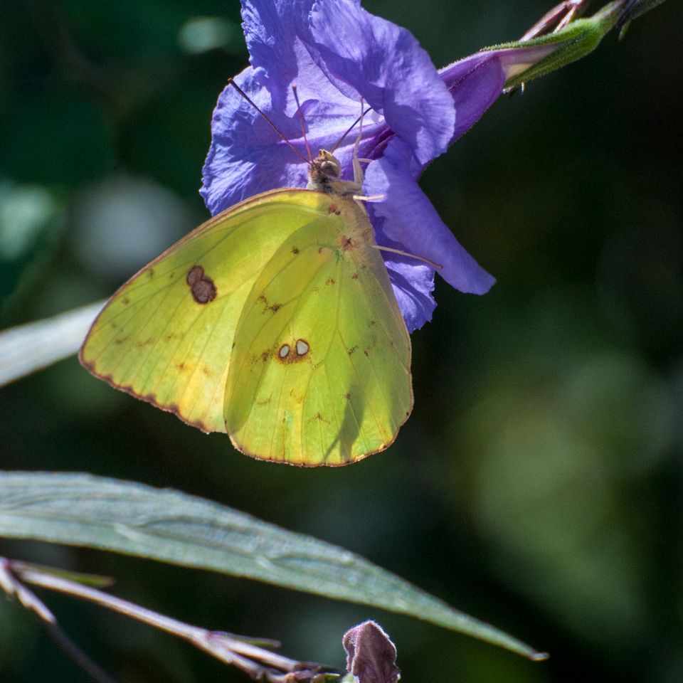 Butterfly garden 53