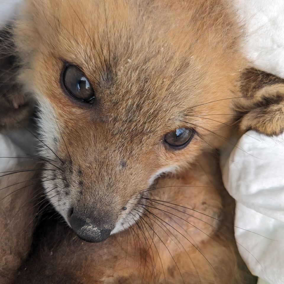 Fox Wild Kritters of Niagara County NY