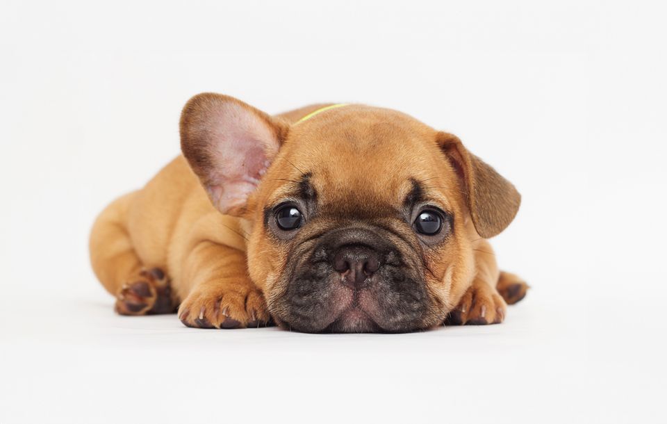 French bulldog puppy 4zoomed out