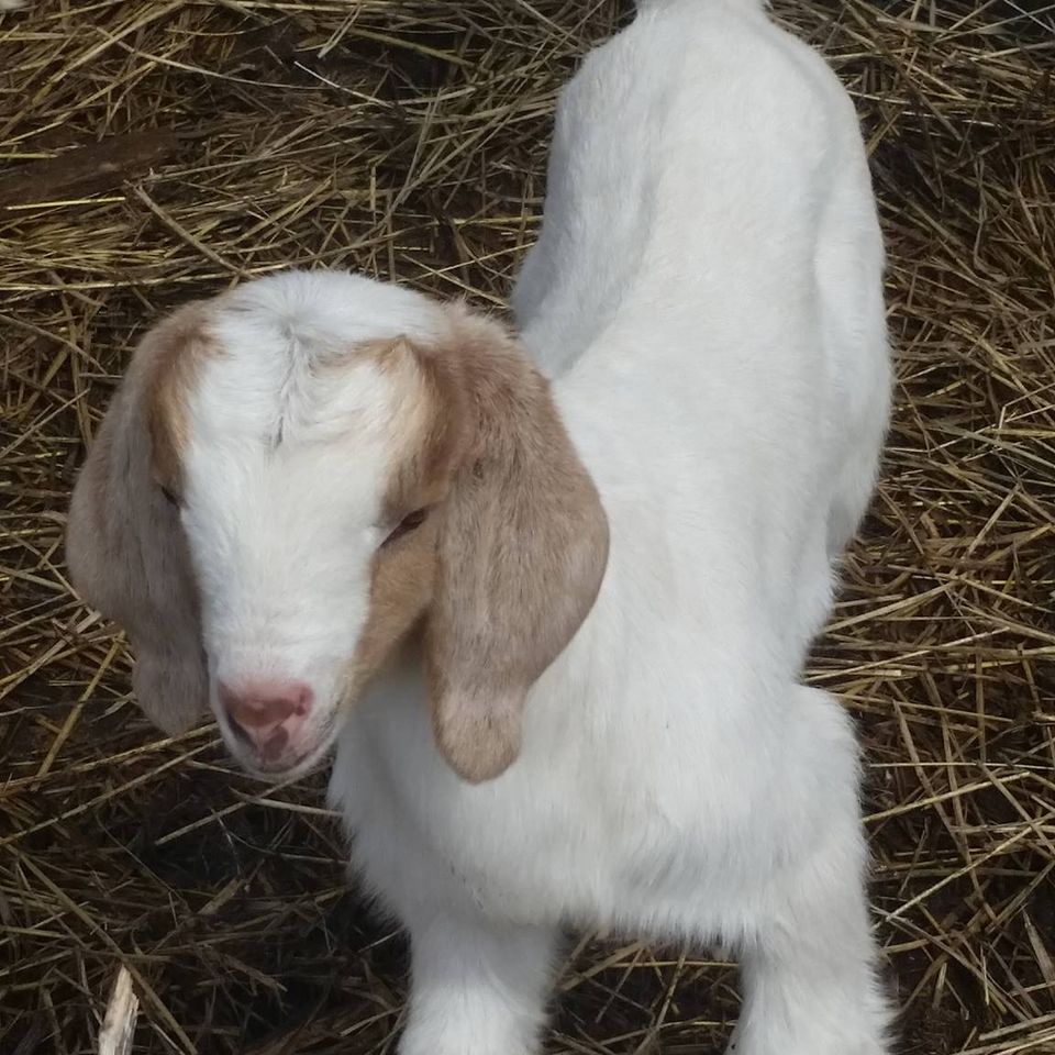 Goat