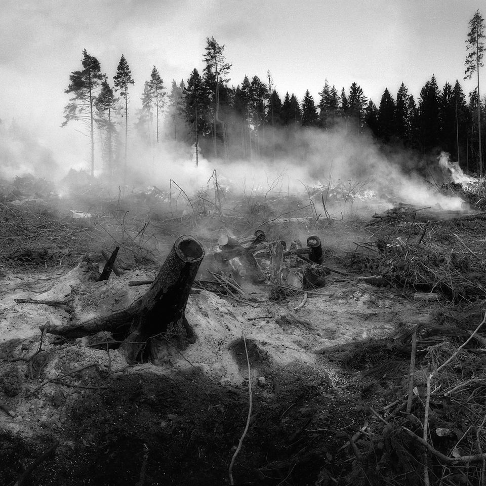 The forest fell g88b425bc0 1920