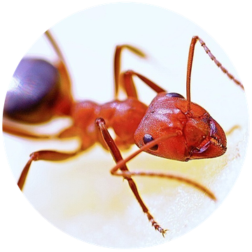 392ac7ae 976e 45c3 8063 1bf822286833 960x960 ant