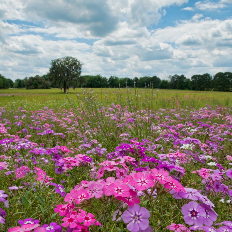 Rc flox field 
