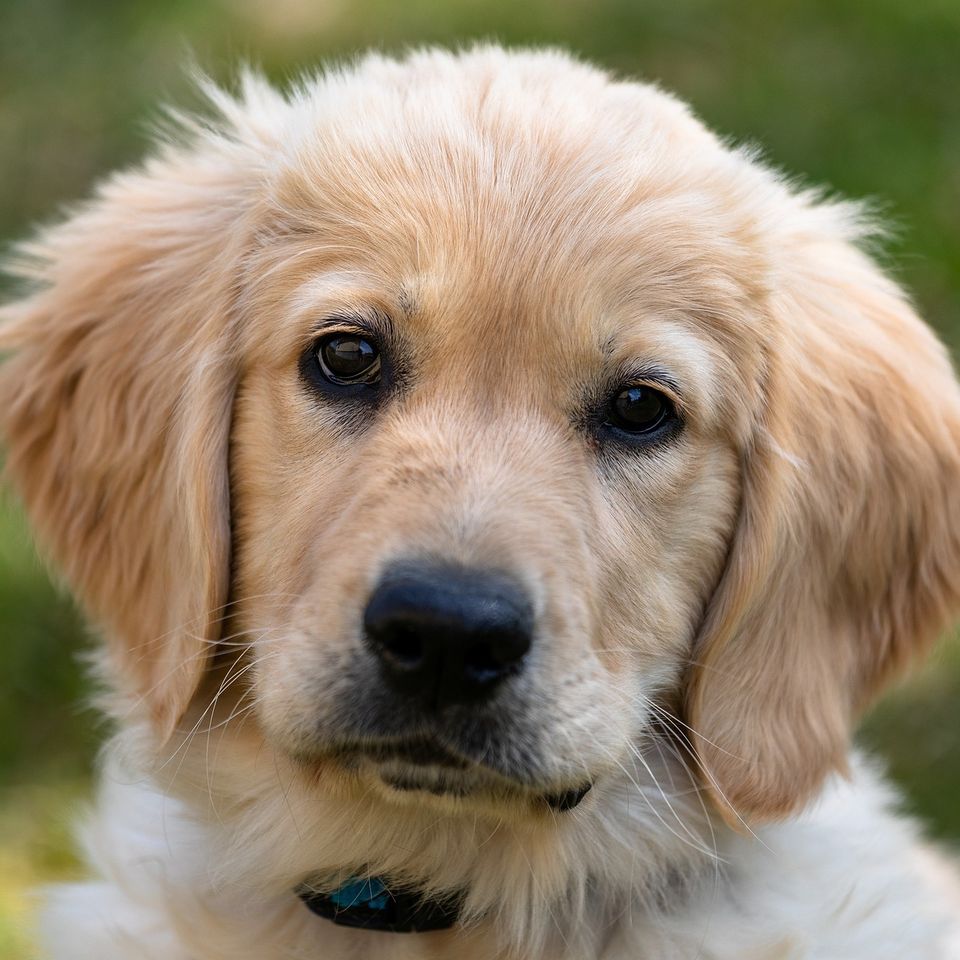 Golden retriever 52e1d64648 1920