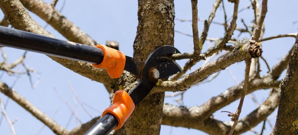 Fruit tree trim two handle cli 4536447120170404 27040 eyip3d
