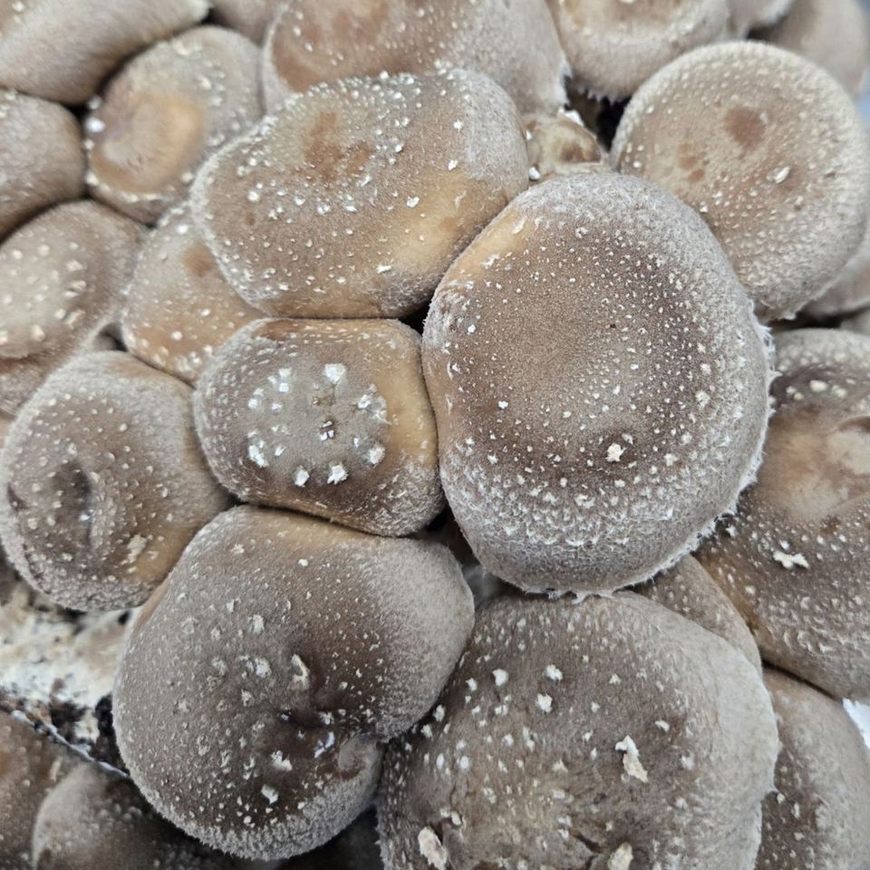 Shiitake mushrooms from Fungi Meadows in Logansport, IN