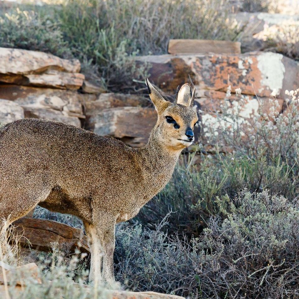 Klipspringer 1