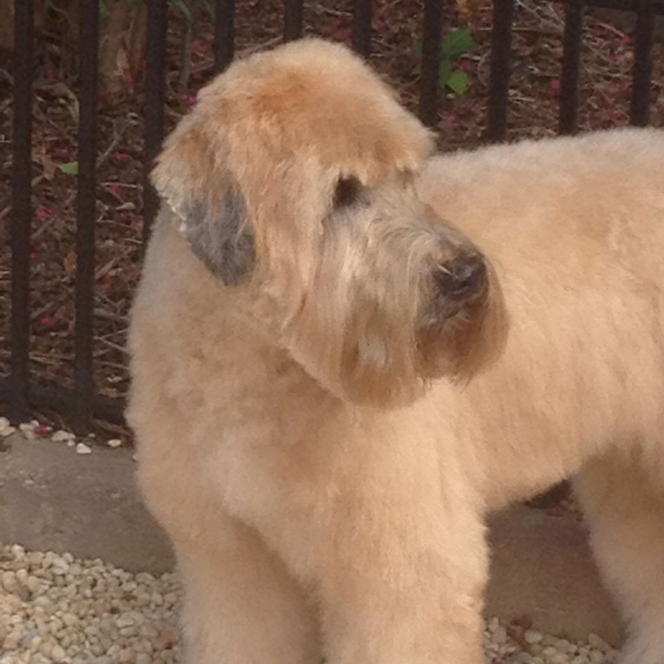 Groom soft cw murphy 768x1024