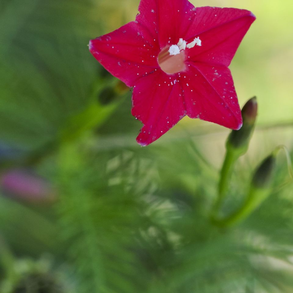 Rc flo red flower 1 1