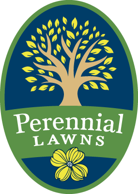 Perennial Lawns