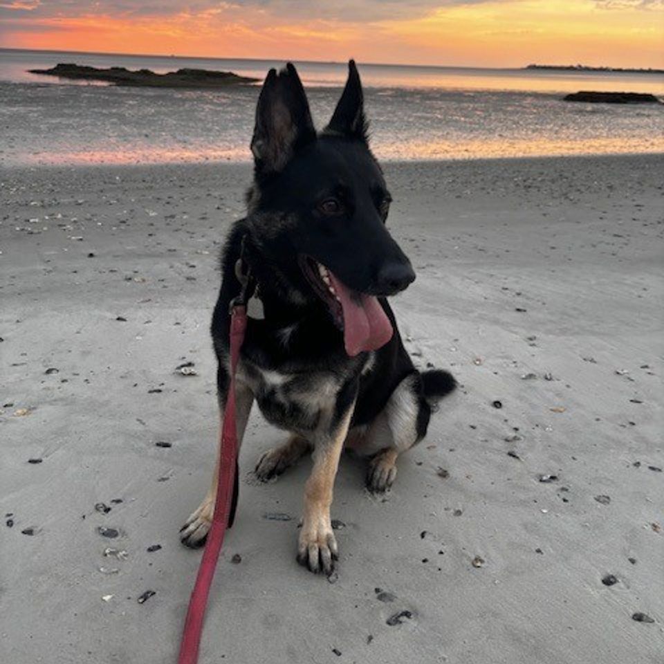 Dog on beach