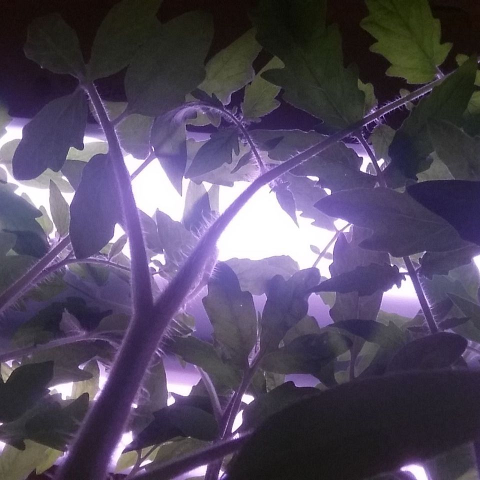 Tomato plants
