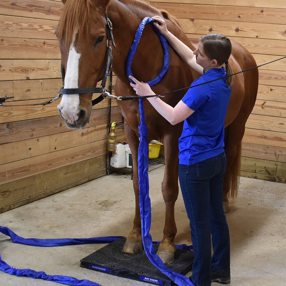 Horse Getting Magnawaved