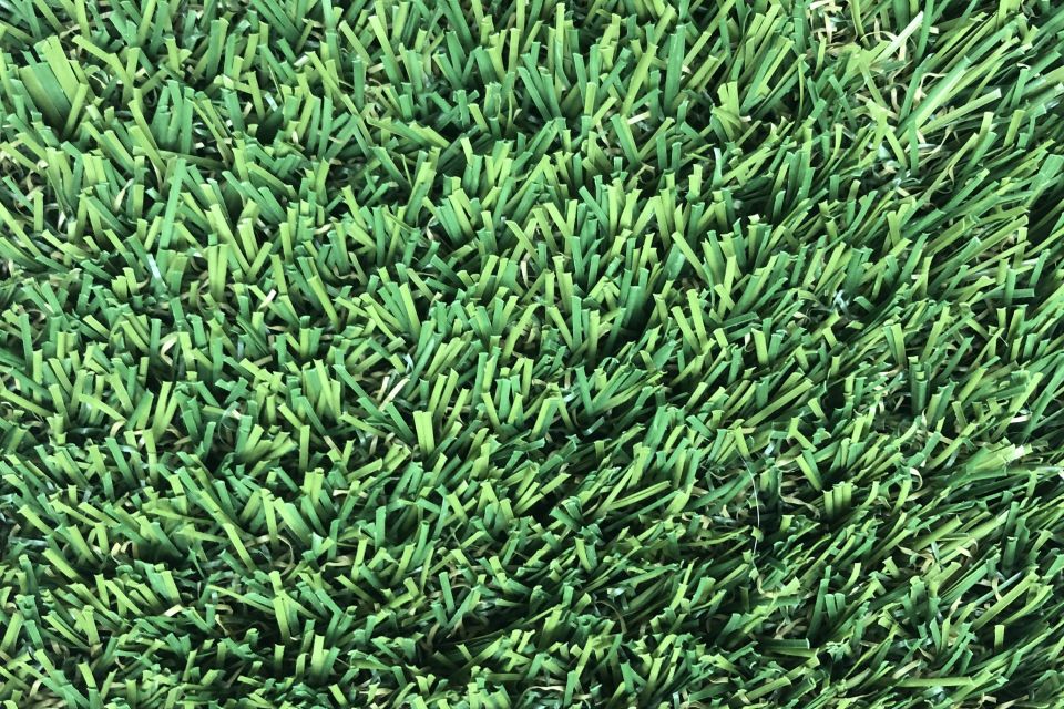 Doggiegrass backyard