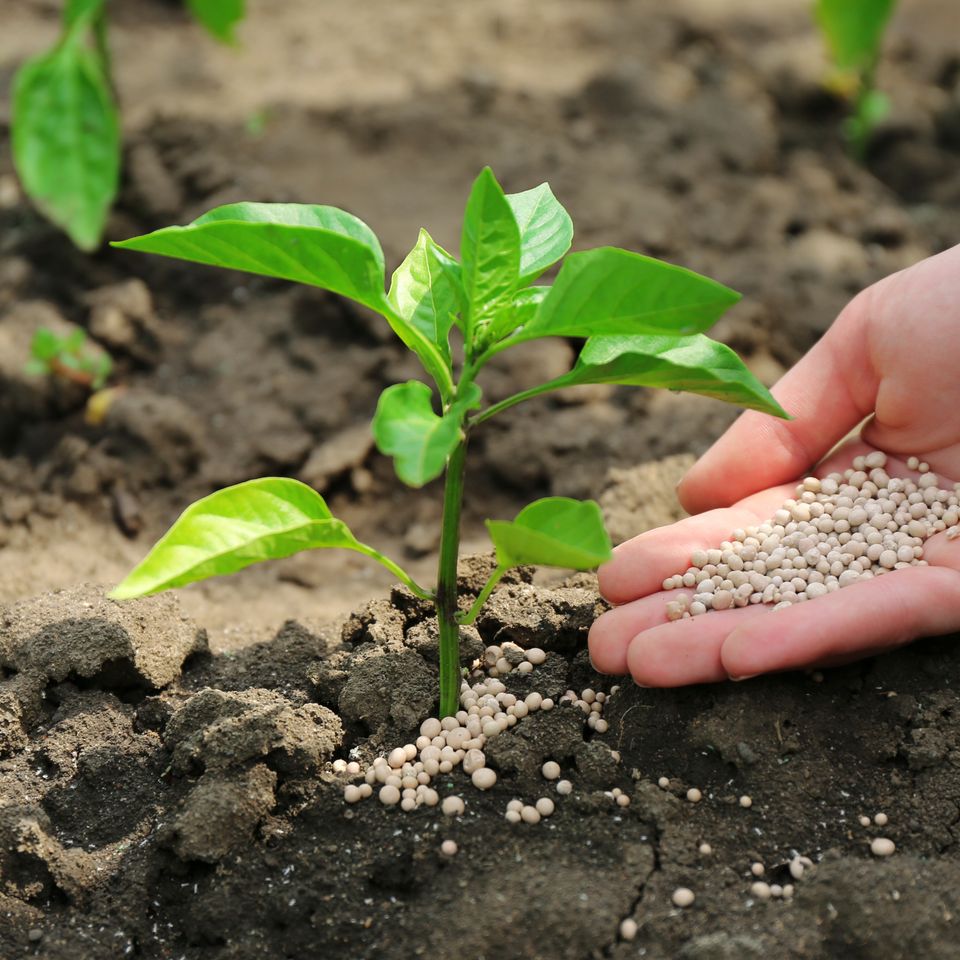 Seedling depositphotos 77567310 xl 2015 (1)