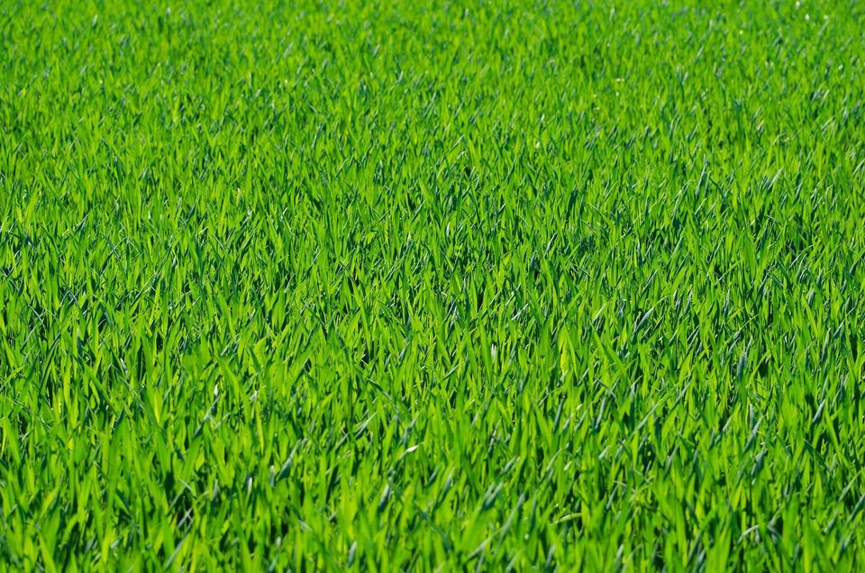 Grass g8148186f8 1920