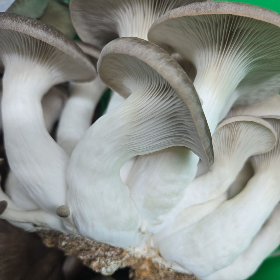 Fungi hero option