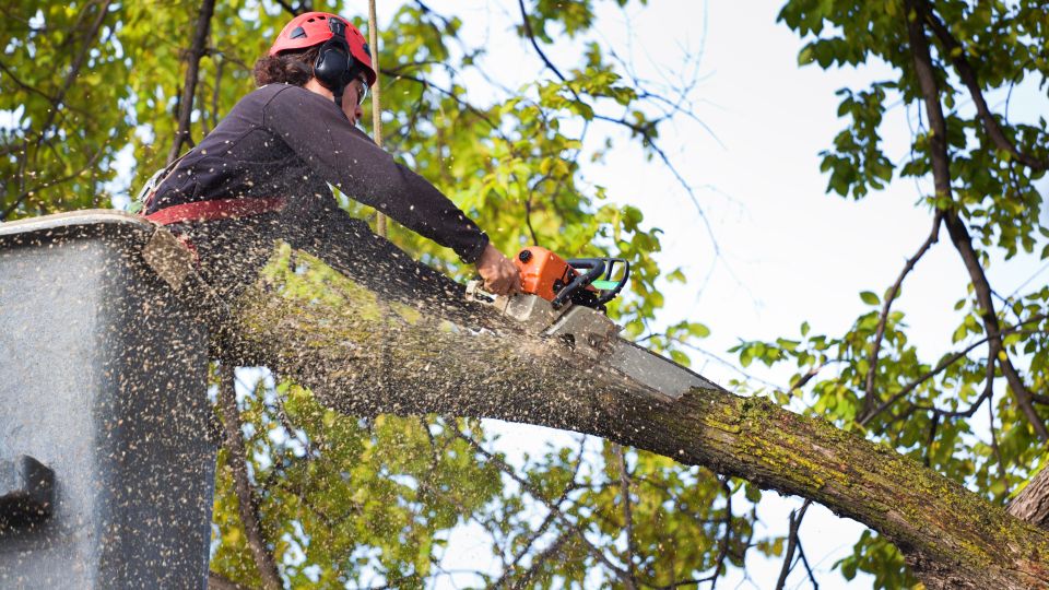 Tree trimming 4
