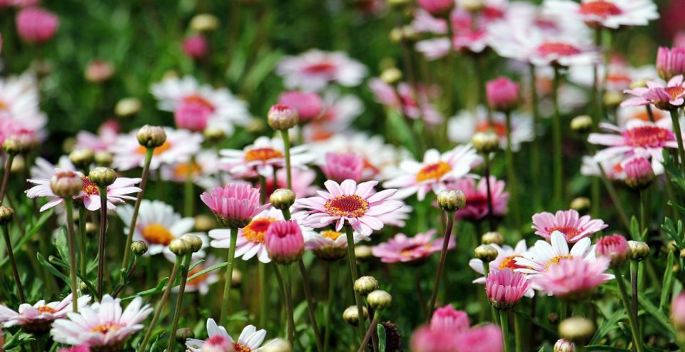 Marguerite 57e5d5444f 1920