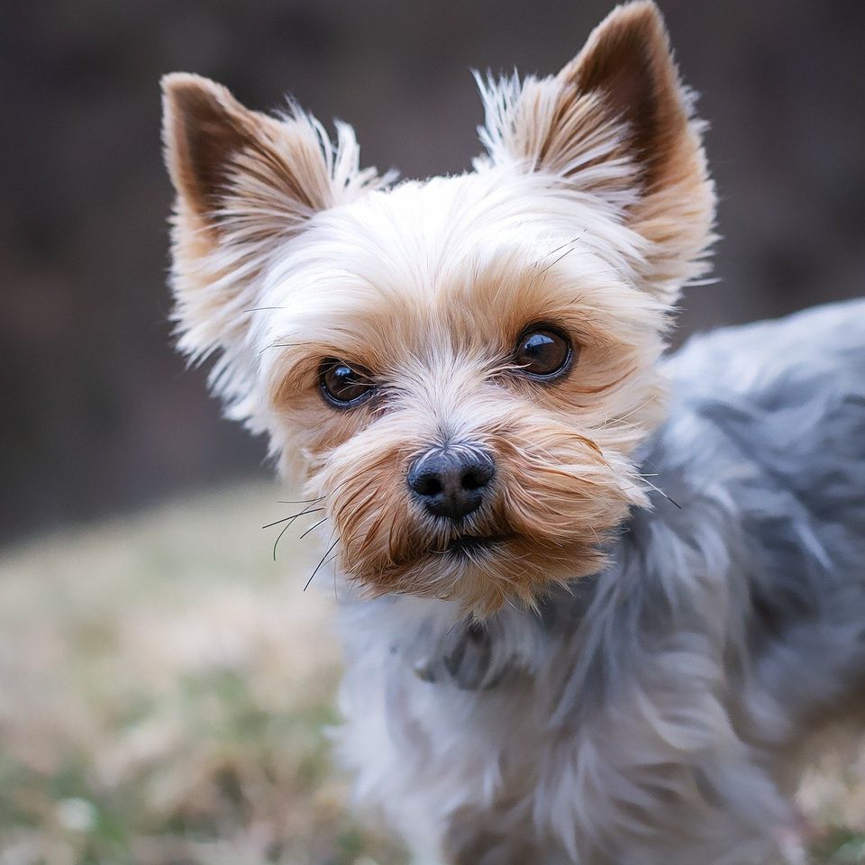 Yorkshire terrier g39617ea81 1920