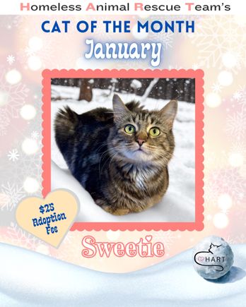 Homeless animal rescue team’s