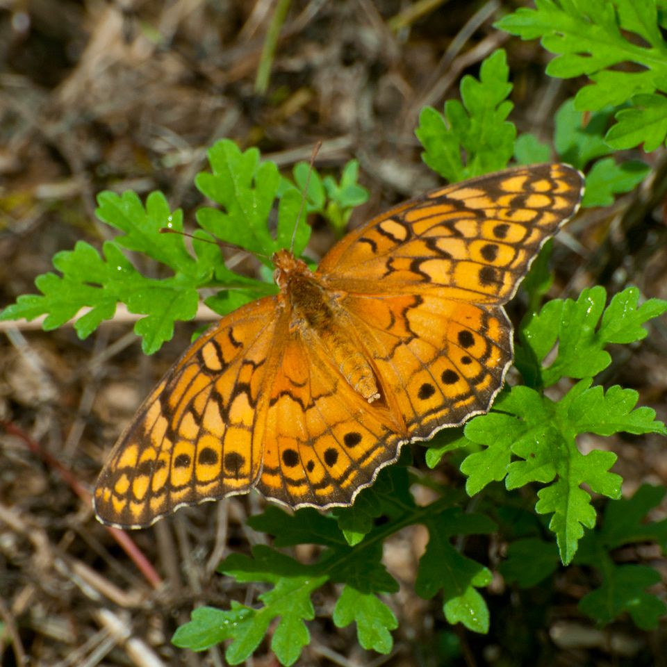 Rc orange butterfly