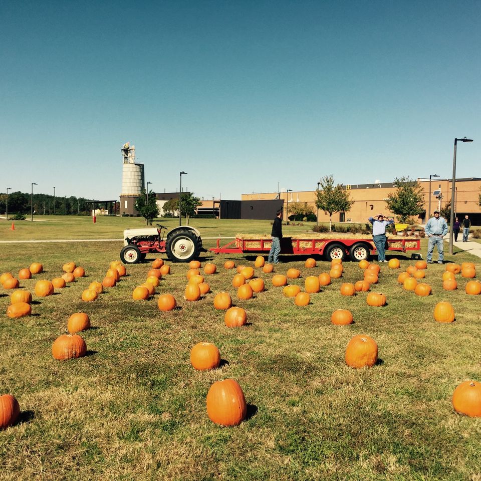 Pumpkin patch