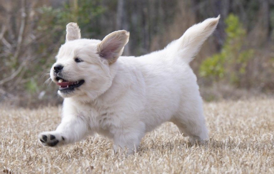 Puppy 63