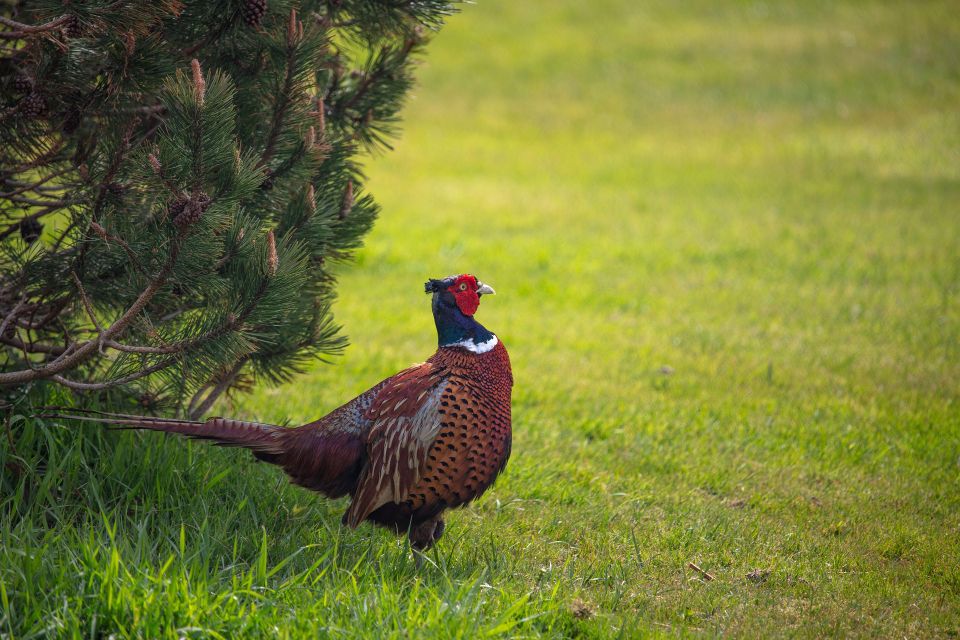 Pheasant g2c17a2b21 1920