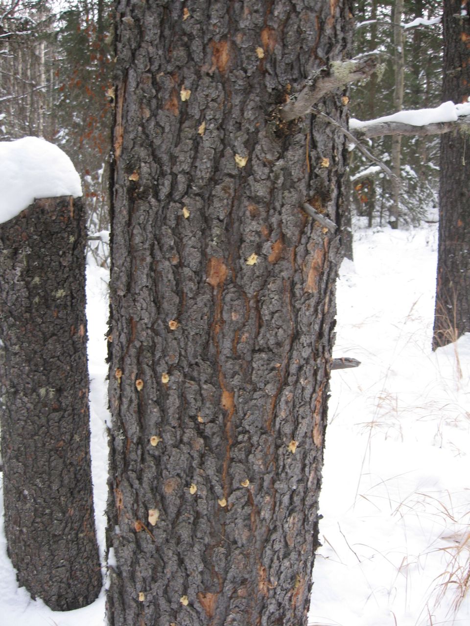 Visible holes in the bark | Healthy Trees For Life