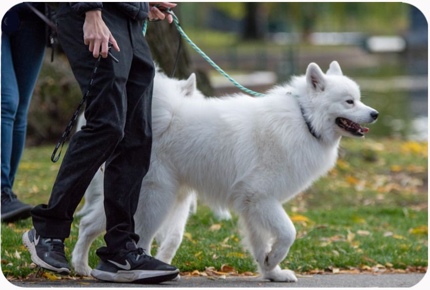 Dog walking